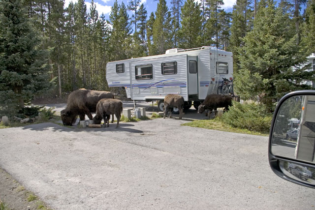 Bison in our camp spot