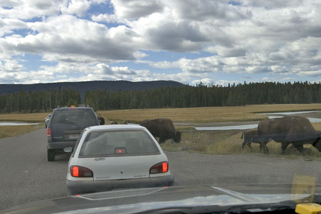 Bison in traffic