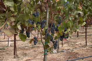 Grape Vines